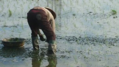 Haiduong, Vietnam, 6 Haziran 2015: yetiştirilen pirinç alanında çiftçi.