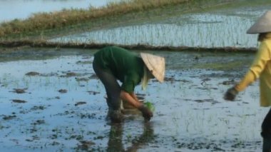 Haiduong, Vietnam, 6 Haziran 2015: yetiştirilen pirinç alanında çiftçi.