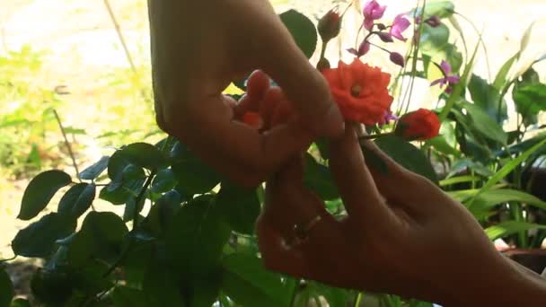 手和玫瑰花束 — 图库视频影像