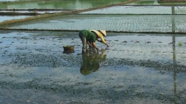 Haiduong, Vietnam, 6 de junio de 2015: Los agricultores cultivan arroz en el campo . — Vídeo de stock