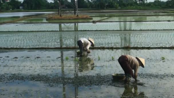 Haiduong, Vietnam, 6 de junio de 2015: Los agricultores cultivan arroz en el campo . — Vídeos de Stock