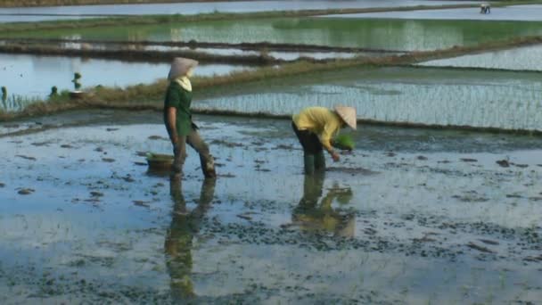 Haiduong, Vietnam, june, 6, 2015: Farmers grown rice in the field. — Stock Video