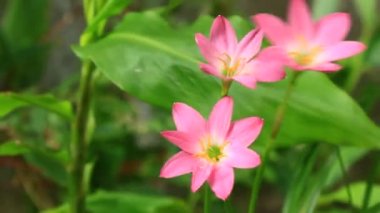 Bahçedeki pembe çiçekler