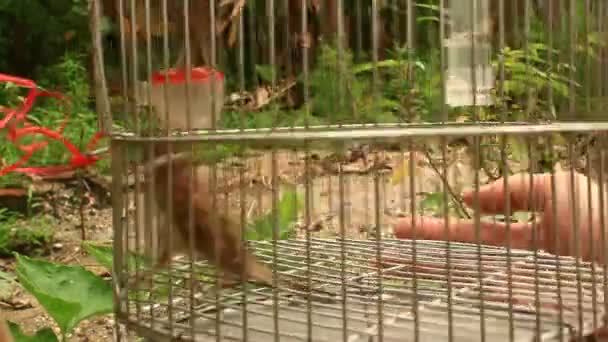 Sparrows in cages — Stock Video