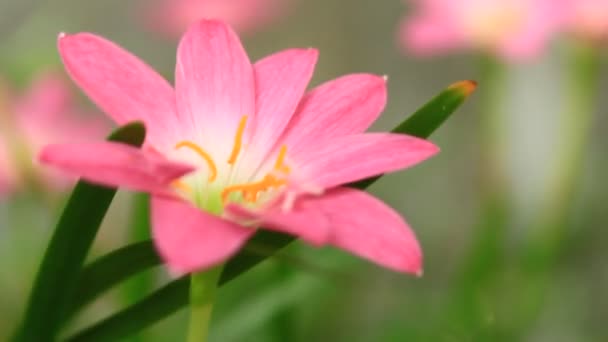 Roze bloemen in de tuin — Stockvideo