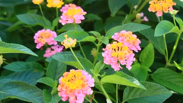 Flores rosadas en el jardín — Vídeo de stock