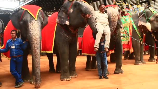 Pattaya, thailand, 14. Juli 2015: die show der elefanten — Stockvideo