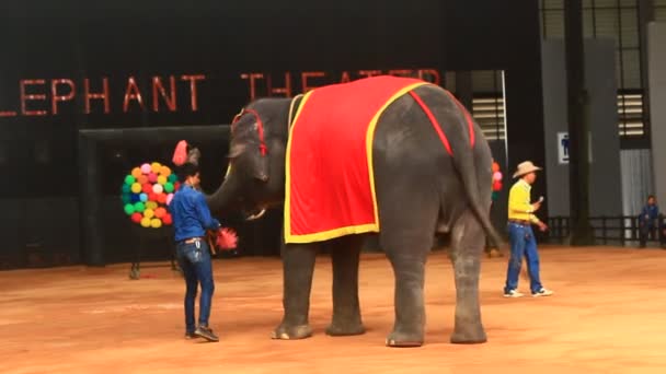 Pattaya, Ταϊλάνδη, στις 14 Ιουλίου 2015: η εμφάνιση των ελεφάντων — Αρχείο Βίντεο