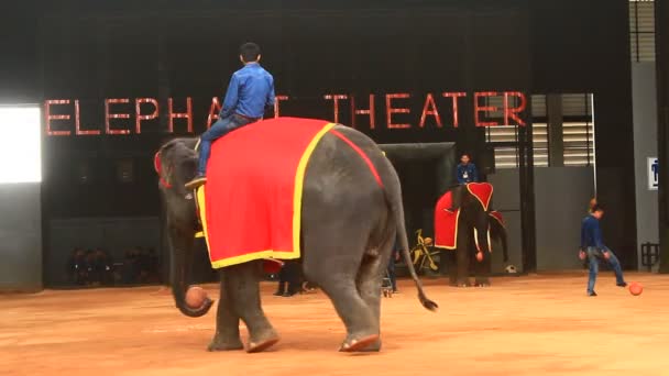 Pattaya, Thaïlande, 14 juillet 2015 : le spectacle des éléphants — Video