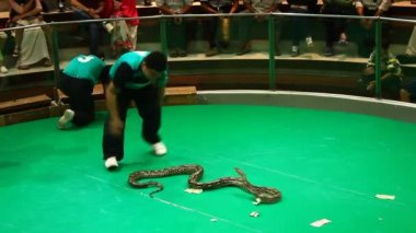 Bangkok, Tayland, 16 Temmuz 2015: Zehirli kobra yılan işleyicisini numaralarını Maetaeng yılan grupta gösterir