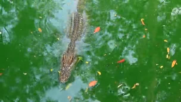 Crocodilos no lago — Vídeo de Stock