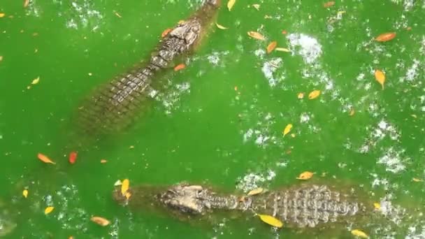 Krokodiler i sjön — Stockvideo