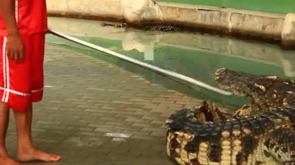 Bangkok, Thailand, July, 16, 2015: crocodile show in thailand — Stock Video