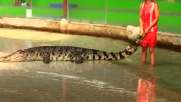 Bangkok, Tailândia, 16 de julho de 2015: show de crocodilo na Tailândia — Vídeo de Stock