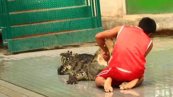 Bangkok, Thailand, July, 16, 2015: crocodile show in thailand — Stock Video