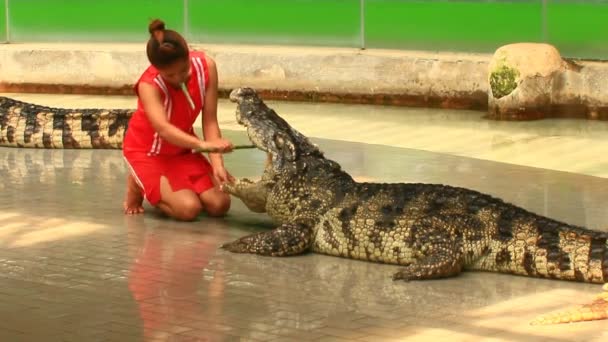 Bangkok, Thailand, juli, 16, 2015: krokodil show i thailand — Stockvideo
