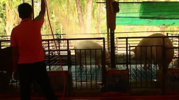 돼지에 대 한 목욕 하는 농민 — 비디오