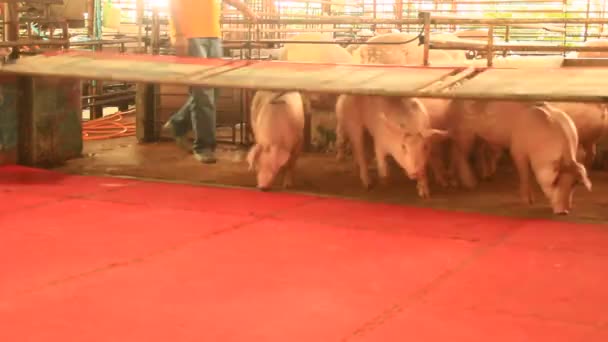 Pig racing in Thailand — Stock Video