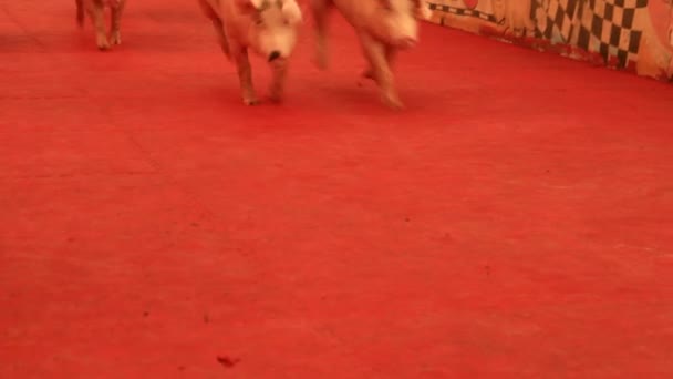 Pig racing in Thailand — Stock Video