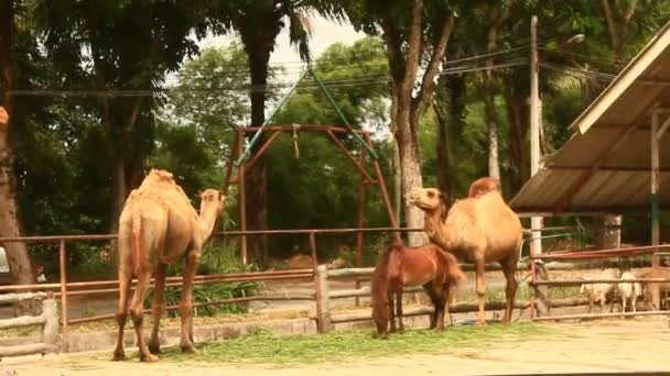 Camelo no zoológico — Vídeo de Stock