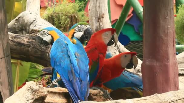 Guacamayo en la naturaleza — Vídeos de Stock