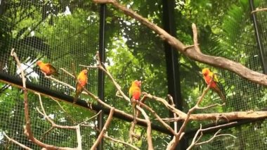 doğada Amerika papağanı