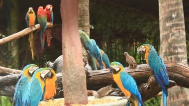 doğada Amerika papağanı