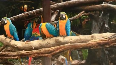 doğada Amerika papağanı