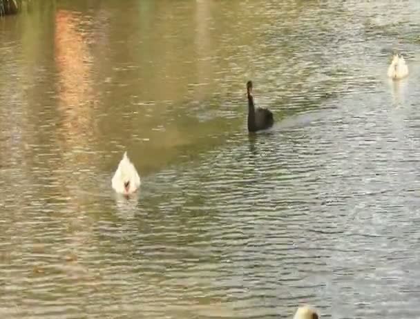 Nuoto dei cigni nel lago — Video Stock