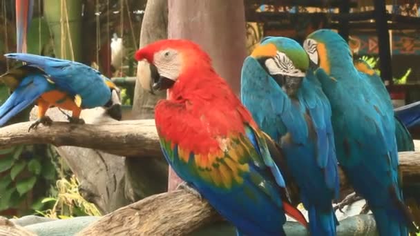 Macaw in natura — Video Stock