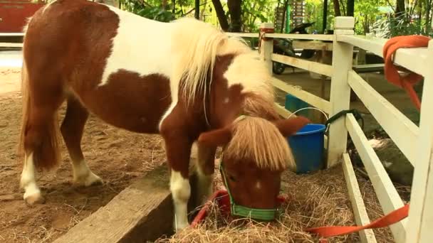 Dwerg paard eten van gras — Stockvideo