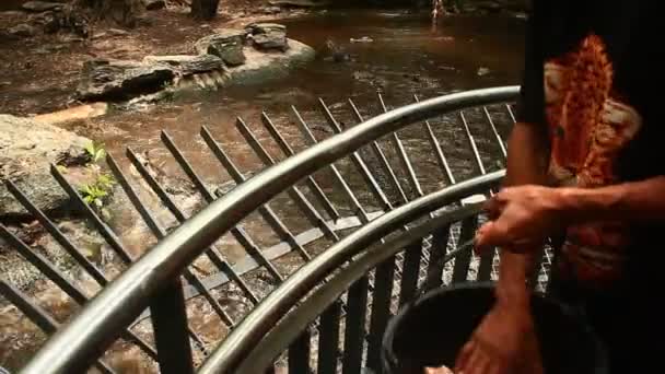 Crocodile manger de la viande dans le lac — Video