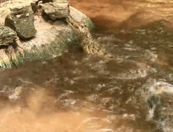 Crocodile manger de la viande dans le lac — Video