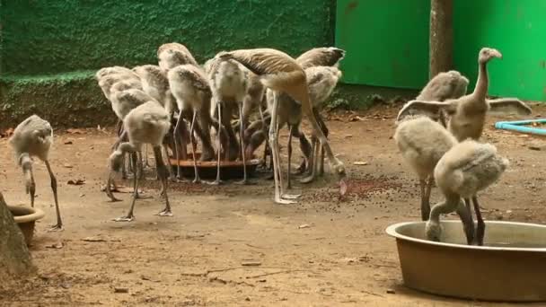 Flamencos en la reserva — Vídeos de Stock