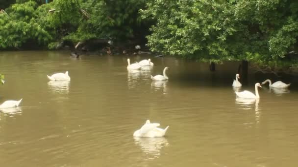 Swan pływanie w jeziorze — Wideo stockowe