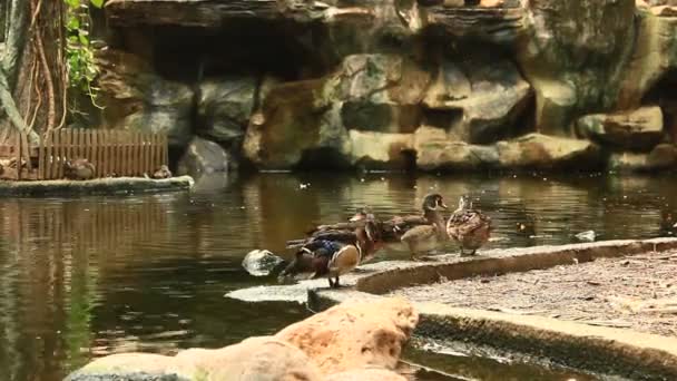 Canard colvert dans le lac — Video