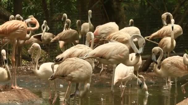 Flamingos i reserven — Stockvideo