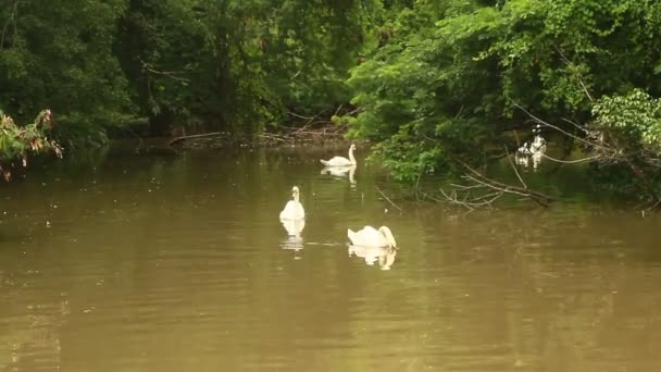 Cisne nadando en el lago — Vídeos de Stock