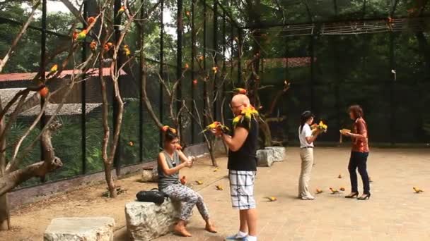 Bangkok, Thailand, juli, 16, 2015: Färgglada papegojor sitter på människor — Stockvideo