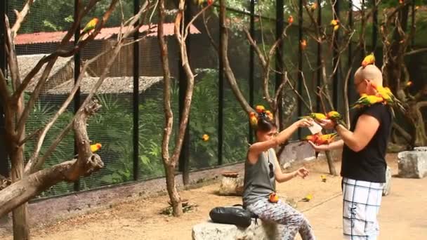 Bangkok, Thailand, juli, 16, 2015: Färgglada papegojor sitter på människor — Stockvideo