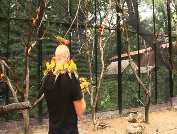 Bangkok, Thailand, July, 16, 2015: Colorful Parrots Sitting on people — Stock Video