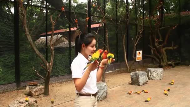 Bangkok, Thailand, July, 16, 2015: Colorful Parrots Sitting on people — Stock Video