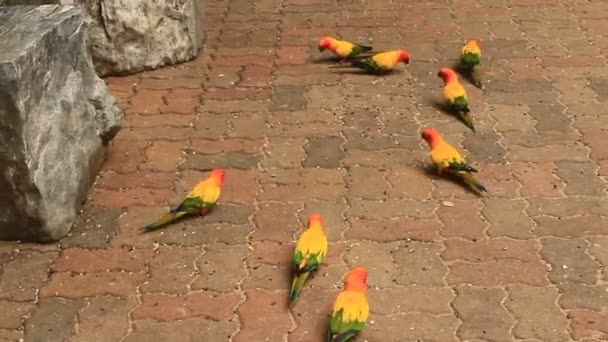 Guacamayo en la naturaleza — Vídeo de stock