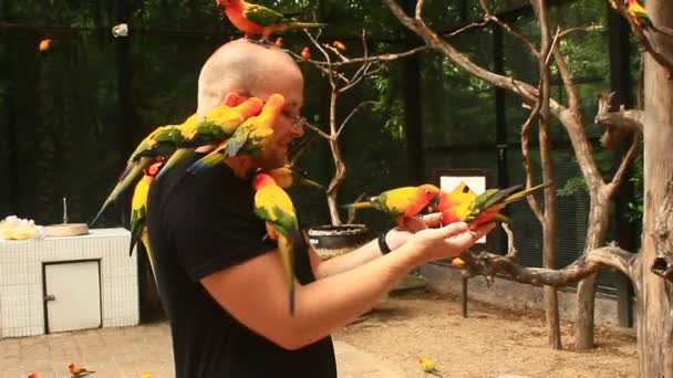 Bangkok, Thailand, July, 16, 2015: Colorful Parrots Sitting on people — Stock Video