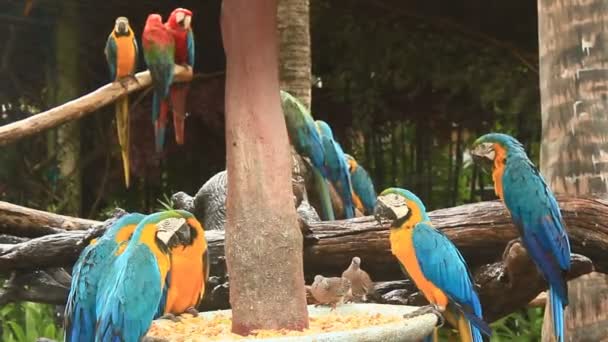 Macaw in nature — Stock Video