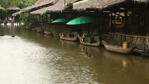 Cisne nadando en el lago — Vídeos de Stock