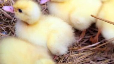 saman içinde ördek yavrusu