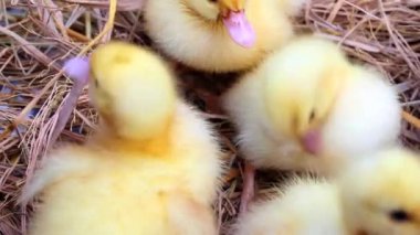 saman içinde ördek yavrusu