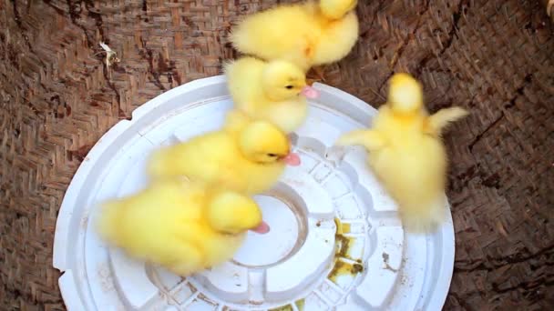 Saman içinde ördek yavrusu — Stok video