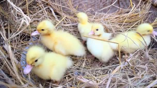 Duckling in straw — Stock Video